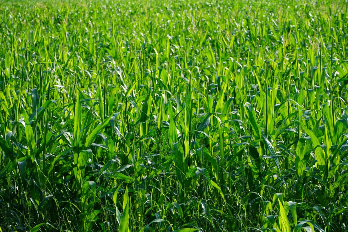 dosage glyphosate litres conditions application maximisent